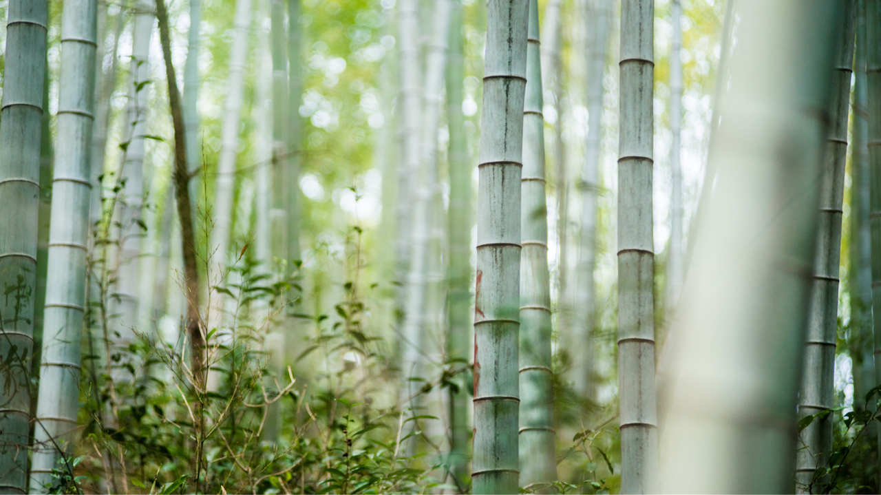 Bamboo fiber products become a substitute for traditional materials